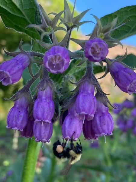 comfrey with a bee