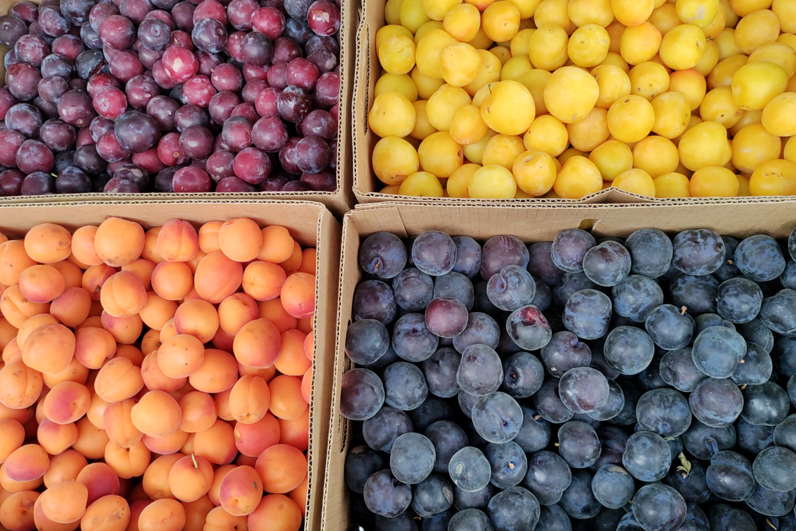seasonal fresh fruits including colorful plums and apricots brought by Clatter Valley Farm